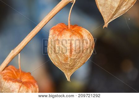 Dry Branches Chinese Phyllis Lantern Orange Background