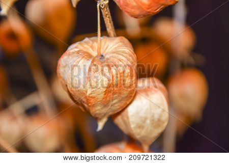Dry Branches Chinese Phyllis Lantern Orange Background