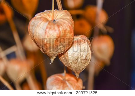Dry Branches Chinese Phyllis Lantern Orange Background