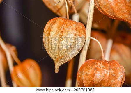 Dry Branches Chinese Phyllis Lantern Orange Background