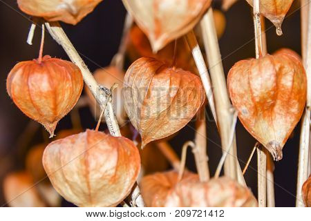 Dry Branches Chinese Phyllis Lantern Orange Background
