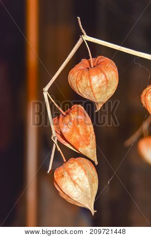Dry Branches Chinese Phyllis Lantern Orange Background