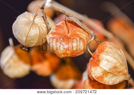 Dry Branches Chinese Phyllis Lantern Orange Background