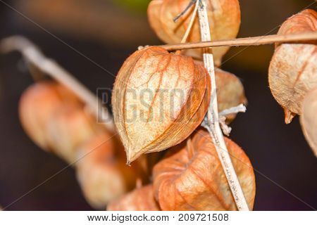 Dry Branches Chinese Phyllis Lantern Orange Background