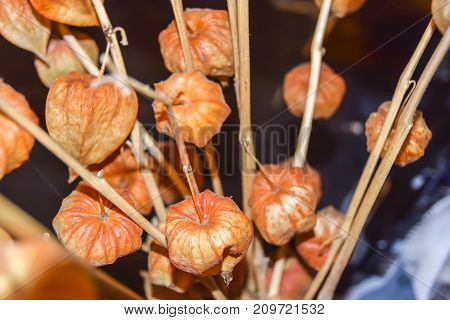 Dry Branches Chinese Phyllis Lantern Orange Background