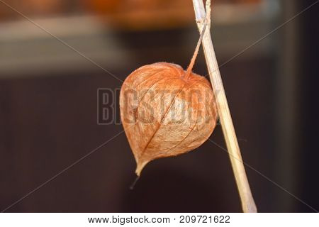 Dry Branches Chinese Phyllis Lantern Orange Background