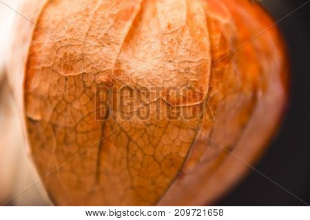 Abstract Phisalys Background Chinese Lantern Orange Macro