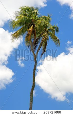 Double-headed coconut tree on Tongatapu island in Tonga. Tongatapu is the main island of the Kingdom of Tonga.