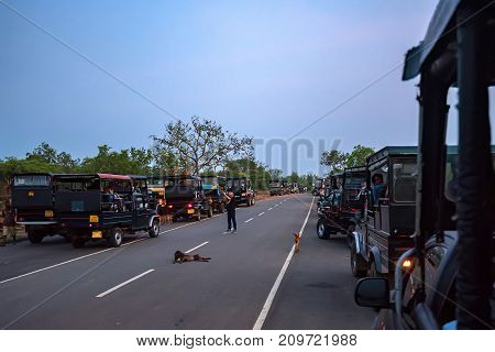 YALA, SRI LANKA - DECEMBER, 2016: Morning in front of entrance to Yala National Park with safari vehicles ready fpr game drive, Sri Lanka