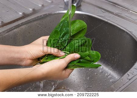 Male hands wash spinach. Main ingredient for tasty salad. Spinach leaves washed in sink.