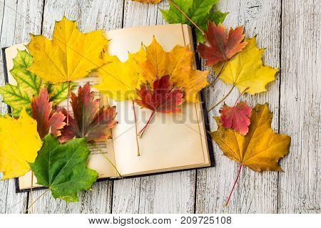 Open Book And Colorful Maple Leaves On White Wooden Background