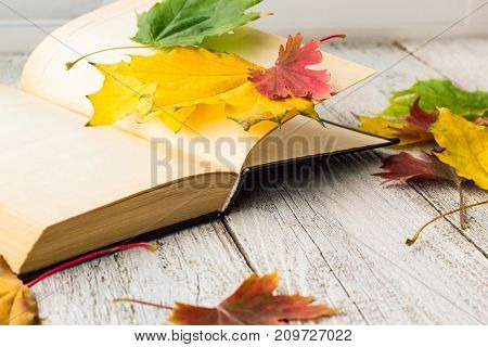 Open Book And Colorful Maple Leaves On White Wooden Background