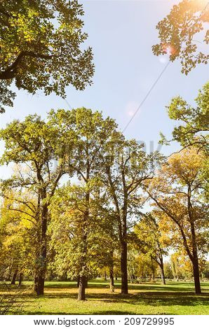 golden autumn in a park with lense flares