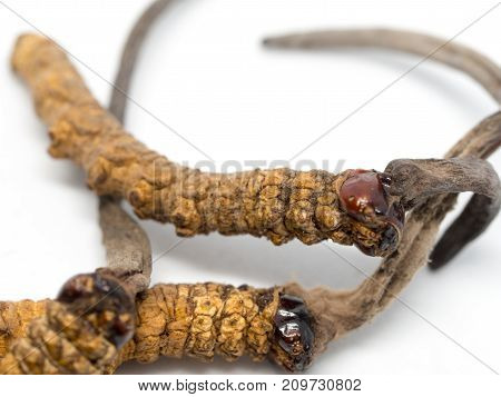 clouse up Ophiocordyceps sinensis (CHONG CAO DONG CHONG XIA CAO) this is a herbs. Medicinal properties in the treatment of diseases.Concept of Viagra of Oriental.