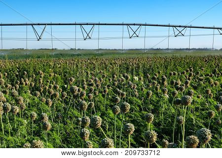 Green field with drip irrigation system hanging above it against blue sky