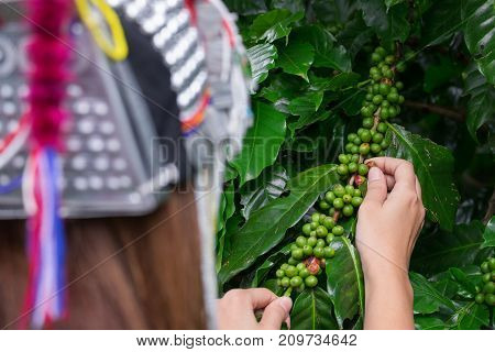 Akha tribe woman picking Fresh green coffee beans fruits growing on the branch