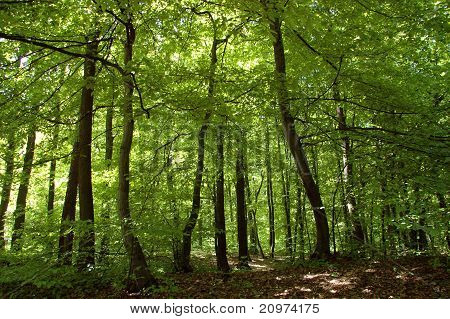 Forêt dense en Pologne