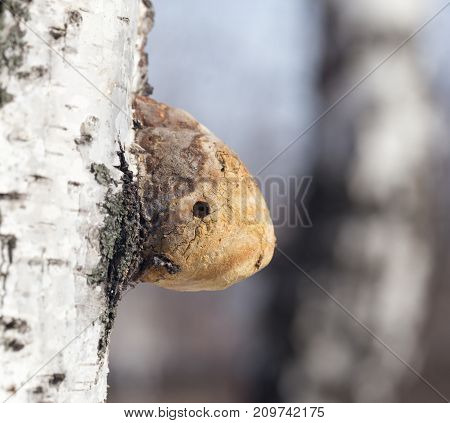 old mushroom on birch in nature . In the park in nature