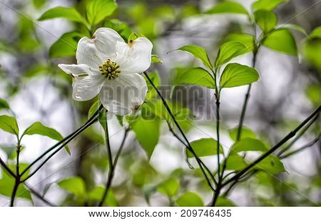 White dogwood flower bloom in spring time