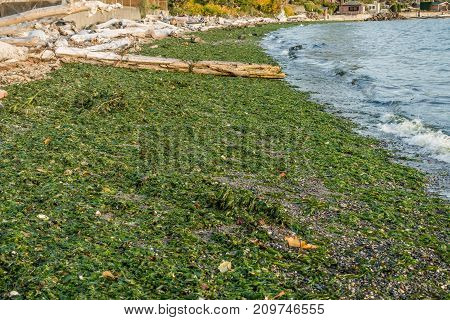 Green seaweed covers the shore in Normandy Park Washington.