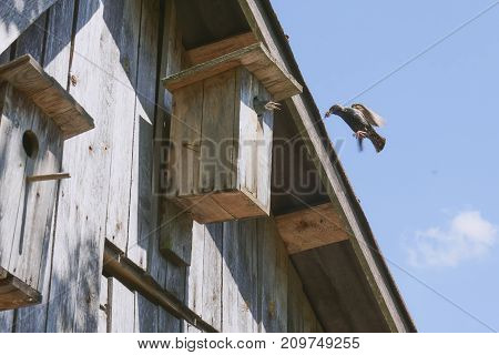 Wooden Birdhouse With Its Inhabitant Starling