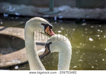 Beautiful swans rest under the sun in the early morning