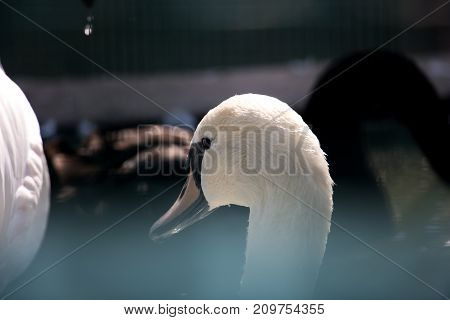 Beautiful swans rest under the sun in the early morning