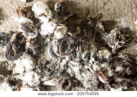 bird droppings . Photo of an abstract texture