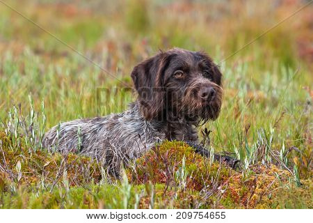 hunting dog german wirehaired pointer among the grass