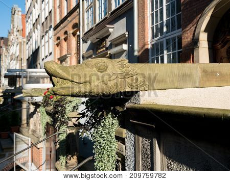 Stone carved head of dragon as water spout or gutter of home on Mariacka St in Gdansk, Poland