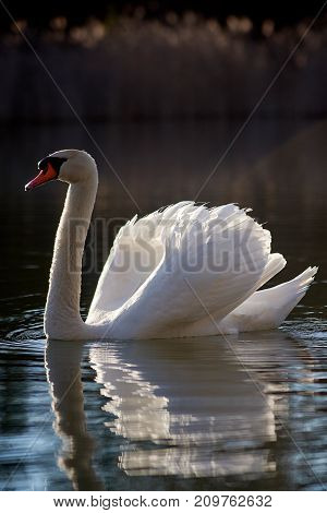 White swan on the lake close up in the evening