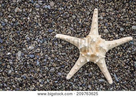 Big starfish on the beach, on the pebble stones, daytime