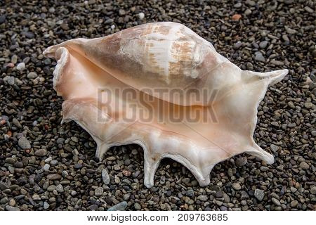 Seashell on the beach, on the pebble stones, close-up