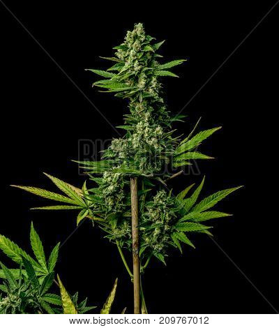 Ak-47 Variety Of Medical Marijuana With Black Background