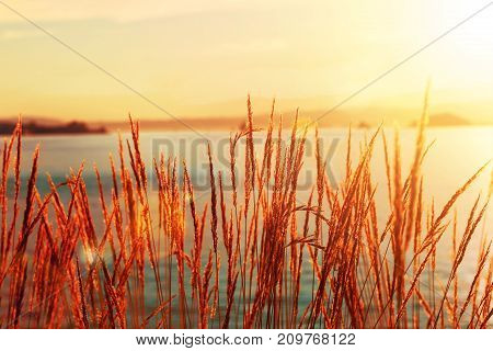 Sea grass silhouetted with ocean wave view