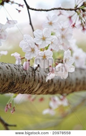 Sakura