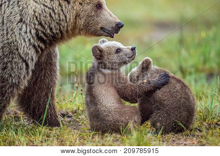 She-bear And Cubs Of Brown Bear (ursus Arctos Arctos) On The Swamp In The Summer Forest. Natural Gre
