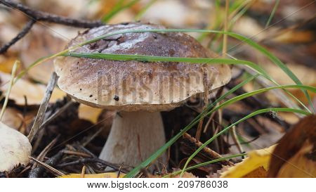 White mushroom growing in the forest. Gathering of mushrooms. Wildlife. Close-up.