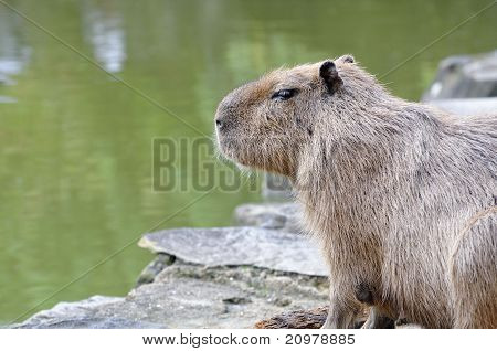 Capybara