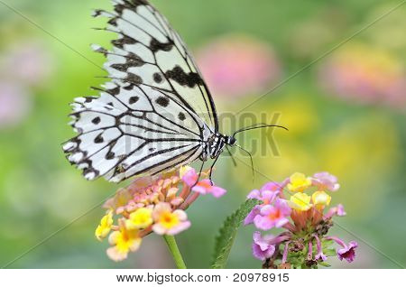 Paradise of Butterfly
