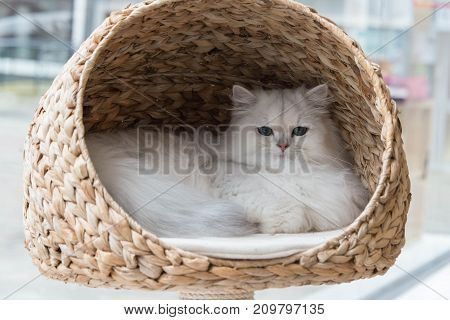 A chinchilla persian cat relaxing in a cat bed