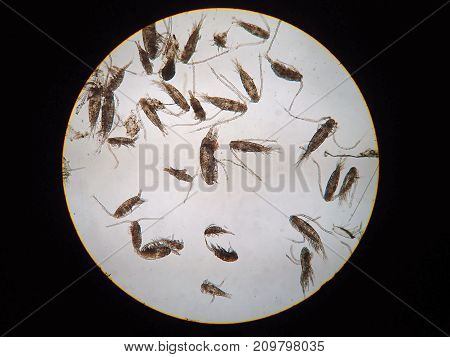 Copepods are a group of small crustaceans found in the sea and nearly every freshwater habitat are under microscope view.