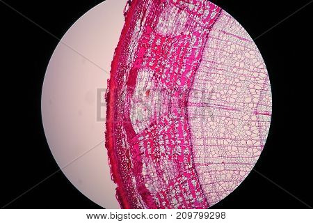 Cross sections of plant stem under microscope view