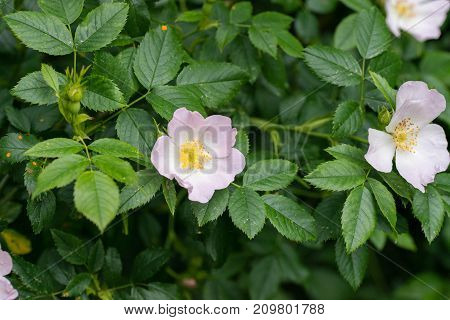 Rosa canina commonly known as the dog-rose on a bush in woodland UK