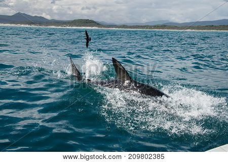 A great white shark splashing around on the waters surface Gansbaai South Africa