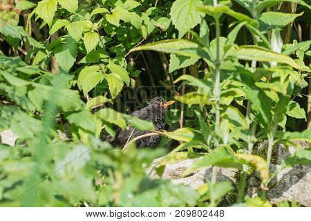 Baby male common blackbird (Turdus merula) among bushes in a garden in England