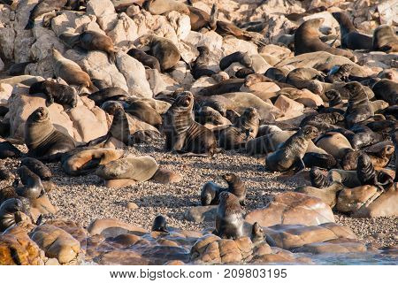 Cape fur seals on Geyser rock a small island off the coast of Gansbaai South Africa