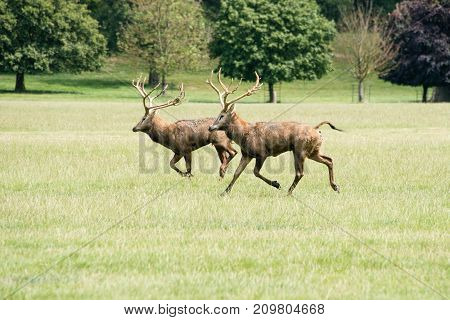 Two red deer stags running through a field at Woburn abbey UK