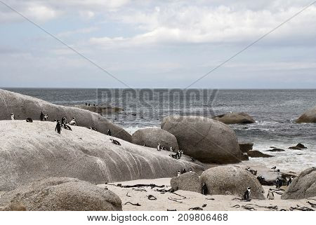 The colony of African penguins on Boulders beach South Africa