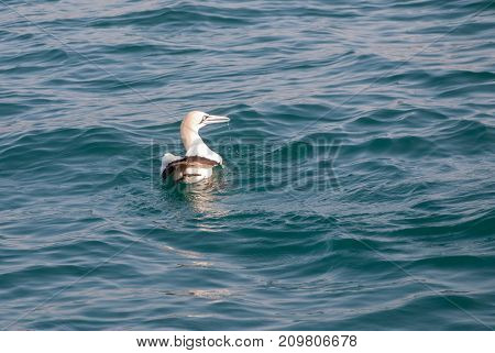A cape gannet swimming in the ocean in Mossel Bay South Africa